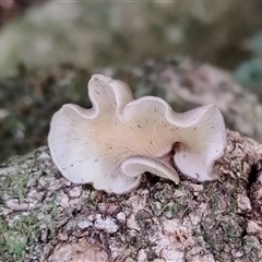 Unverified at suppressed - suppressed