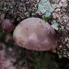 Unverified Cap, gills below, no stem & usually on wood [stemless mushrooms & the like] at Kianga, NSW - 17 Jan 2025 by Teresa