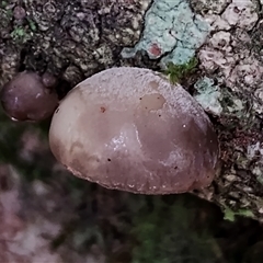 Unidentified Cap, gills below, no stem & usually on wood [stemless mushrooms & the like] at Kianga, NSW - 16 Jan 2025 by Teresa