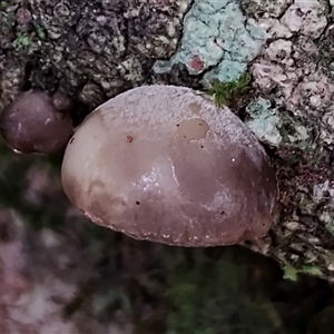 Unidentified Cap, gills below, no stem & usually on wood [stemless mushrooms & the like] at Kianga, NSW by Teresa