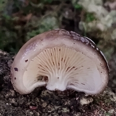 Unverified at suppressed - suppressed