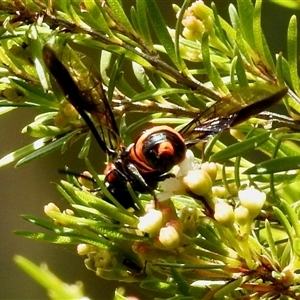 Pterygophorus cinctus (Bottlebrush sawfly) at Aranda, ACT by KMcCue