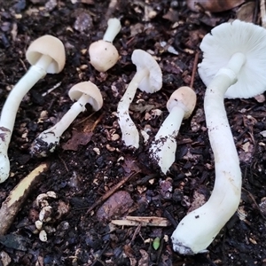 Unidentified Cap on a stem; gills below cap [mushrooms or mushroom-like] at Kianga, NSW by Teresa