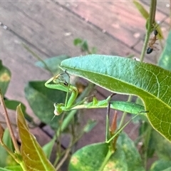 Pseudomantis albofimbriata (False garden mantis) at Aranda, ACT - 16 Jan 2025 by KMcCue