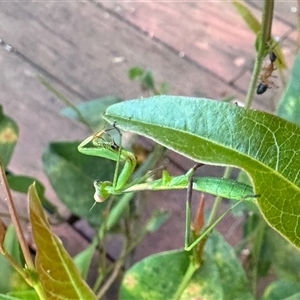 Pseudomantis albofimbriata (False garden mantis) at Aranda, ACT by KMcCue