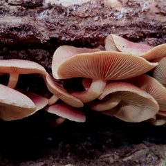 Hypholoma sp. (Hypholoma) at Kianga, NSW - 17 Jan 2025 by Teresa