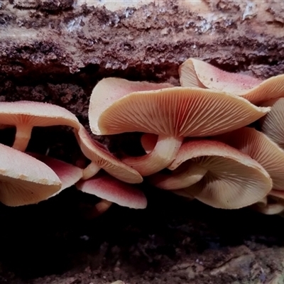 Hypholoma sp. (Hypholoma) at Kianga, NSW - 16 Jan 2025 by Teresa