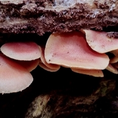 Hypholoma sp. at Kianga, NSW - 17 Jan 2025