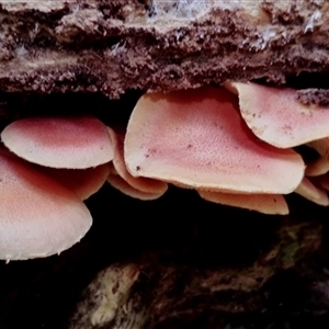 Hypholoma sp. at Kianga, NSW - 17 Jan 2025