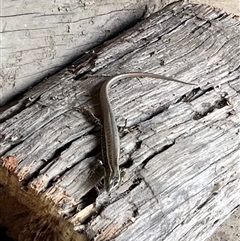 Eulamprus quoyii (Eastern Water Skink) at Orangeville, NSW - 14 Jan 2025 by caitlinharnett