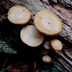 Unidentified Cap on a stem; gills below cap [mushrooms or mushroom-like] at Kianga, NSW - 17 Jan 2025 by Teresa