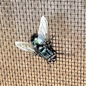 Rutilia (Ameniamima) argentifera at Aranda, ACT by KMcCue