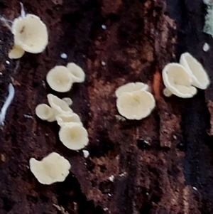 zz – ascomycetes - apothecial (Cup fungus) at Kianga, NSW by Teresa