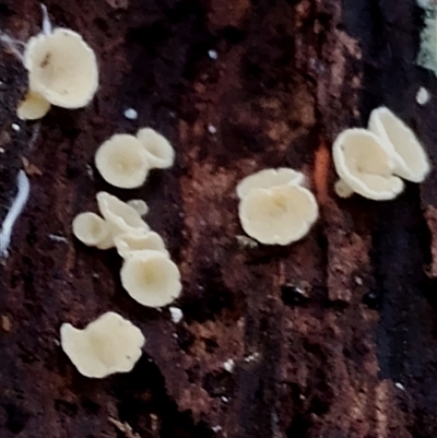 zz – ascomycetes - apothecial (Cup fungus) at Kianga, NSW - 17 Jan 2025 by Teresa