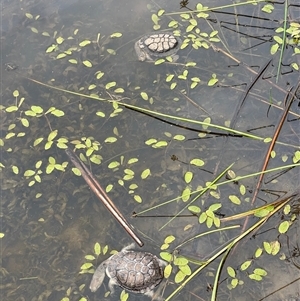 Chelodina longicollis (Eastern Long-necked Turtle) at Mawson, ACT by EKLawler