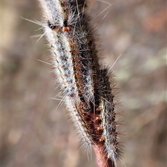 Epicoma melanospila (Black Spot Moth) at Macquarie, ACT - 8 Jan 2025 by CathB