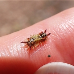 Doratifera quadriguttata (Four-spotted Cup Moth) at Macquarie, ACT - 8 Jan 2025 by CathB