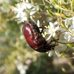 Bisallardiana gymnopleura (Brown flower chafer) at Cook, ACT - 15 Jan 2025 by CathB