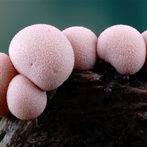 Lycogala epidendrum (Complex) (Wolf's milk) at Kianga, NSW by Teresa