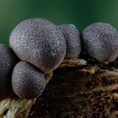 Lycogala epidendrum (Complex) at Kianga, NSW - suppressed