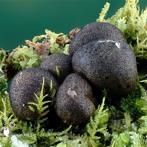 Lycogala epidendrum (Complex) at Kianga, NSW - suppressed