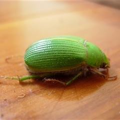 Xylonichus eucalypti (Green cockchafer beetle) at Undefined - 1 Sep 2007 by nancyp