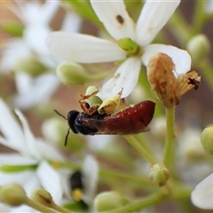 Exoneura sp. (genus) (A reed bee) at Cook, ACT - 15 Jan 2025 by CathB