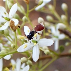 Exoneura sp. (genus) at Cook, ACT - 15 Jan 2025