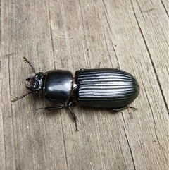 Carabidae (family) at Undefined - 25 Jan 2009 by nancyp
