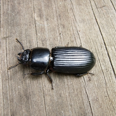 Carabidae (family) at Undefined - 25 Jan 2009 by nancyp