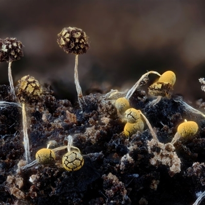 Physarum sp. (genus) (A slime mould) at Kianga, NSW - 17 Jan 2025 by Teresa