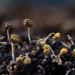 Physarum sp. (genus) at Kianga, NSW - suppressed