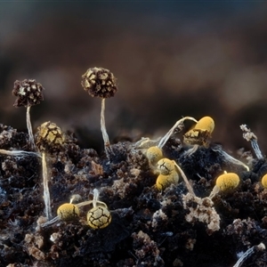 Physarum sp. (genus) at Kianga, NSW - suppressed