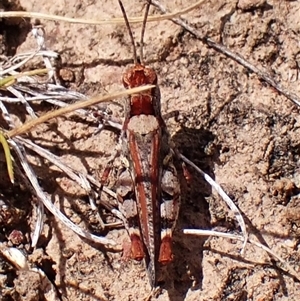 Urnisa guttulosa at Aranda, ACT by CathB