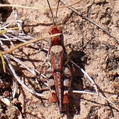 Urnisa guttulosa at Aranda, ACT - 8 Jan 2025 by CathB