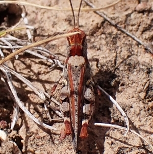 Exarna includens at Aranda, ACT - 8 Jan 2025 11:16 AM