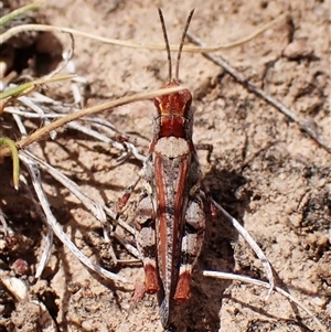 Exarna includens at Aranda, ACT - 8 Jan 2025 11:16 AM