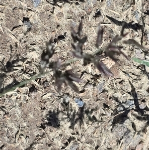 Eragrostis cilianensis (Stinkgrass) at Phillip, ACT by Mike