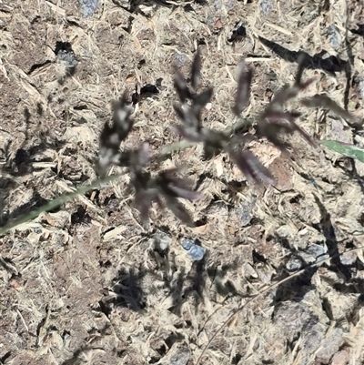Eragrostis cilianensis (Stinkgrass) at Phillip, ACT - 17 Jan 2025 by Mike