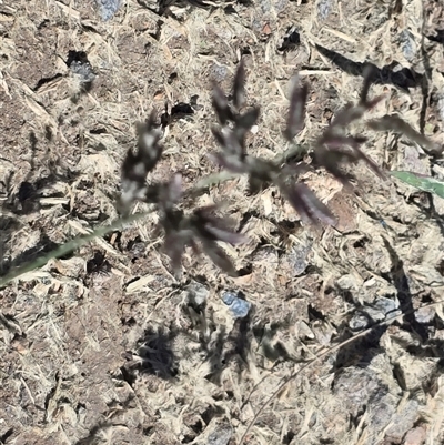 Unidentified Grass at Phillip, ACT - 17 Jan 2025 by Mike