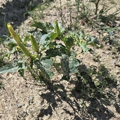 Datura stramonium (Common Thornapple) at Phillip, ACT - 17 Jan 2025 by Mike