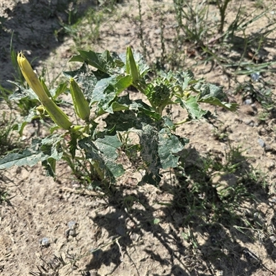 Datura stramonium (Common Thornapple) at Phillip, ACT - 17 Jan 2025 by Mike