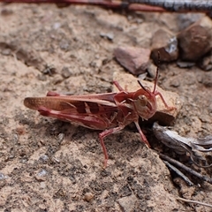 Oedaleus australis (Australian Oedaleus) at Aranda, ACT - 8 Jan 2025 by CathB