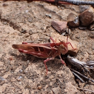 Oedaleus australis at Aranda, ACT - 8 Jan 2025 11:26 AM