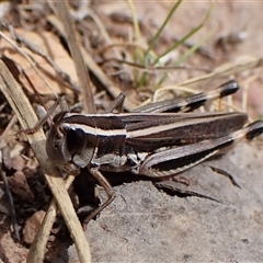 Macrotona australis (Common Macrotona Grasshopper) at Aranda, ACT - 8 Jan 2025 by CathB