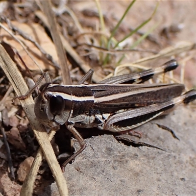 Macrotona australis (Common Macrotona Grasshopper) at Aranda, ACT - 8 Jan 2025 by CathB