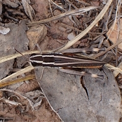 Macrotona australis at Aranda, ACT - 8 Jan 2025 11:22 AM