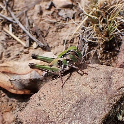 Oedaleus australis (Australian Oedaleus) at Aranda, ACT - 8 Jan 2025 by CathB