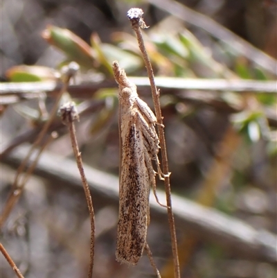 Faveria tritalis (Couchgrass Webworm) at Aranda, ACT - 8 Jan 2025 by CathB