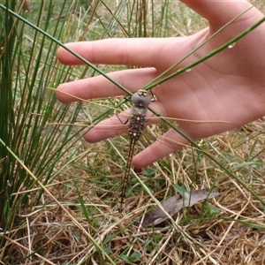 Unidentified Dragonfly (Anisoptera) at Undefined by nancyp